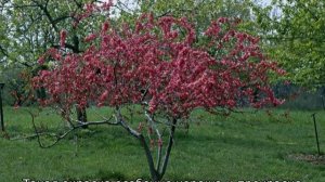 Яблоня Роялти