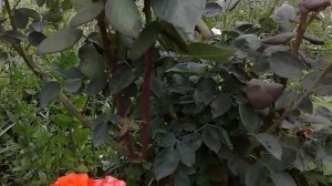 Питомник Роз Полины Козловой, бордюрные розы