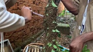 Пчеловодство. Роеловство в Африке. Размножение пчёл. #?