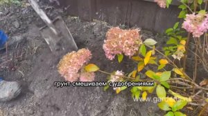 Как посадить гортензию осенью