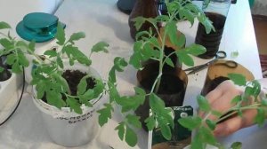 64. Метод срезки для высокорослых томатов/китайский ме?