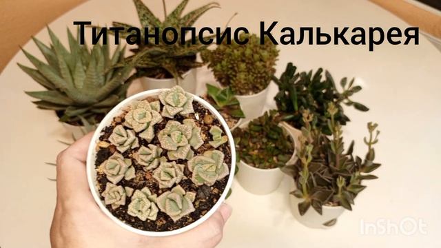 Сборная сукко-солянка смотреть онлайн