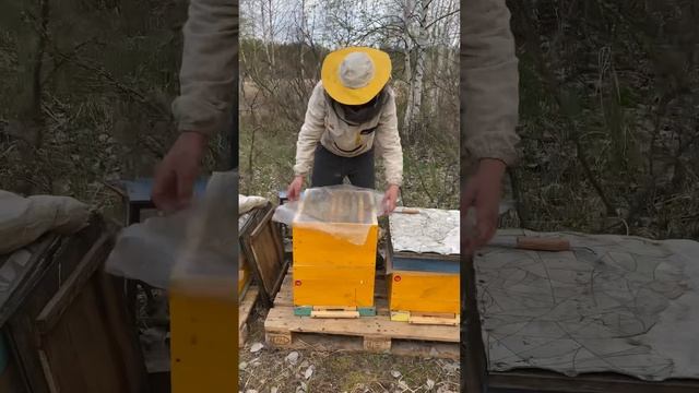 Расширение многокорпусного улья весной. смотреть онлайн