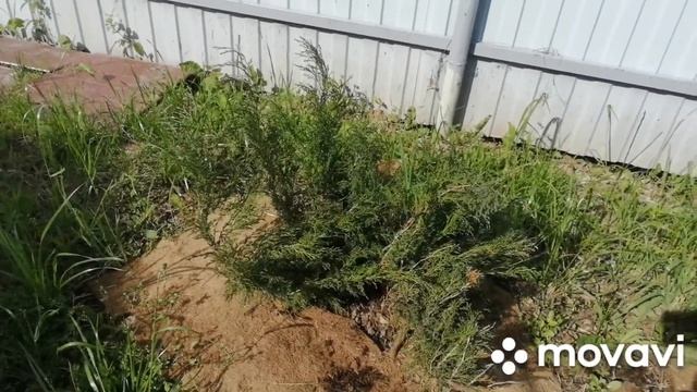 Красные помидоры в середине июня это реально. Калужск?