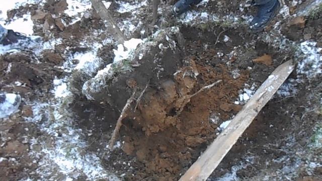 Пересадка семилетней яблони в ноябре. смотреть онлайн