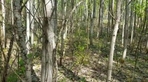 Где и как растут сморчки.