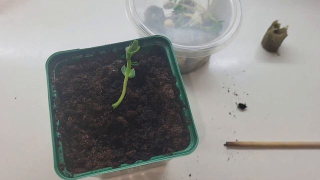 Выращиваю рассаду в минераловатных пробках! От посево смотреть онлайн