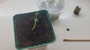 Выращиваю рассаду в минераловатных пробках! От посево