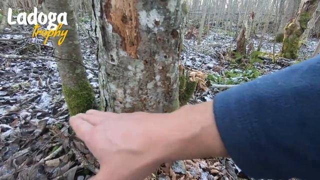 Бензопила и топор: как точить, пилить и рубить