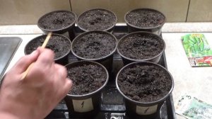 Посев огурцов на рассаду для раннего урожая. Как прави