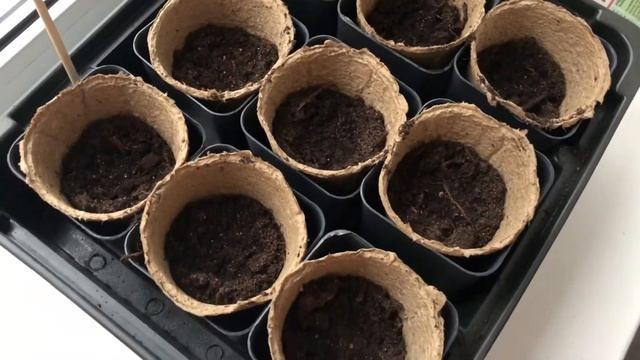 Через сколько всходят семена перца смотреть онлайн