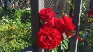 Роза Четырех ветров и Амадеус