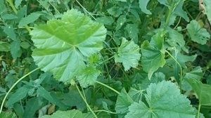 Просвирник низкий. Забытые лекарственные растения.