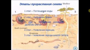 Рост и развитие растений. Биология 6 класс.