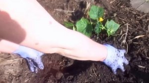 Высадка рассады огурцов в открытый грунт.