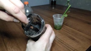 КАК ВЫРАСТИТЬ РОЗУ ИЗ ЧЕРЕНКА | УКОРЕНЕНИЕ ЧЕРЕНОКОВ Р