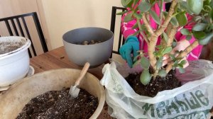 Пересадка взрослого денежного дерева #денежноедерево