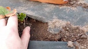 Коричневая кайма на листьях клубники