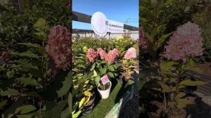 Честный обзор гортензия Бонфайр #цветы #дача #flowers #garden