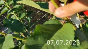 прививка черешни осенью и дальнейшая формировка