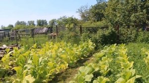 «Табак на огороде: 1 ломка – Вирджиния, Спектр, Гавана 1