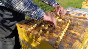 Пчелы бакфаст. Один из приемов вывода маток.