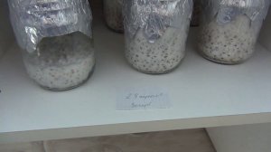 Как вырастить Ежовик Гребенчатый в домашних условиях?