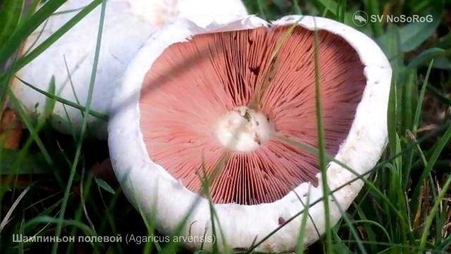Шампиньон полевой (Agaricus arvensis) смотреть онлайн