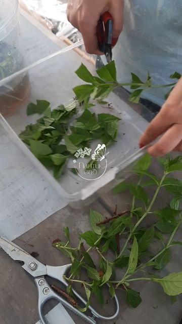 Зеленое черенкование гортензии. Июнь 2024 Алтайский кр? смотреть онлайн