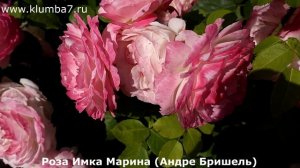 Розы - лидеры, фавориты по цветению, обзор роз - все дос?