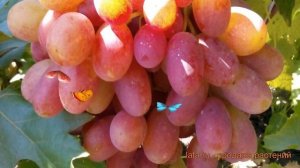 Виноград плодовый Преображение (vitis) 🌿 обзор: как сажа