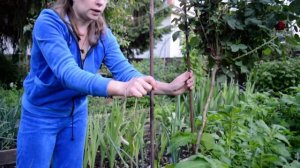 Посадка штамбовой розы