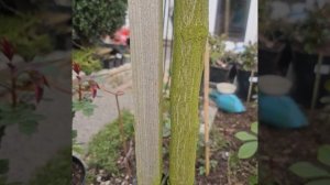 Опоры для штамбовых роз