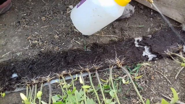 Высадка томатов в теплицу смотреть онлайн