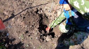 Как правильно посадить Штамбовую Розу