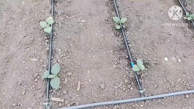 Дела огородные. Закончили высадку баклажан. Огурец и п