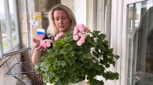 Цветение пеларгонии ТА-Эммануэль 2025