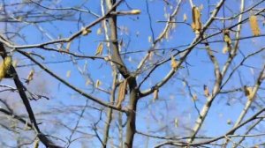 Цветение орешника