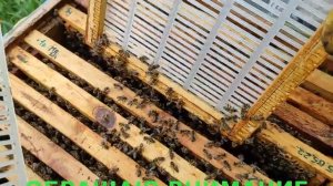 ИЗОЛЯЦИЯ МАТОК! Ч.7. ВЫПУСК МАТОК С ИЗОЛЯТОРОВ ! ОБРАБОТ