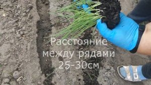 Лук ЭКСИБИШЕН. ОТ посадки ДО уборки. Мой метод выращив?