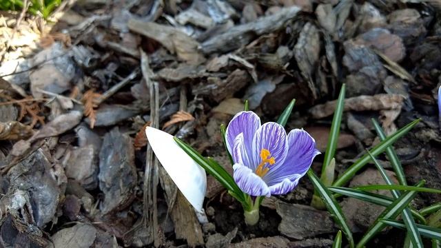 Крокусы - обзор 18 сортов крокусов, сезон 2024