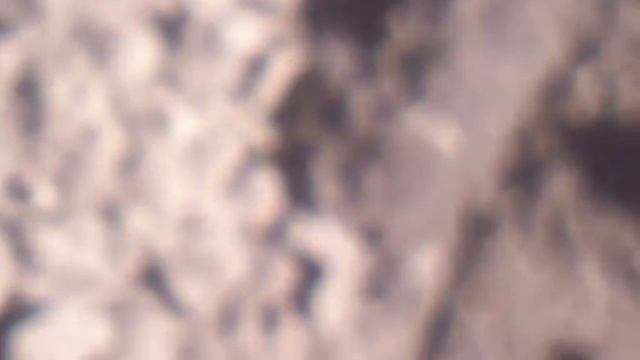 ЛИЧИНКА.larva. May Beetle Larvae.