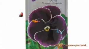 Анютины глазки обыкновенная Черника со сливками 🌿 об