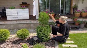 🌳КАК НОВИЧКУ ПОДСТРИЧЬ ТУИ🌲ТОПИАРНАЯ СТРИЖКА ДЛЯ Н?