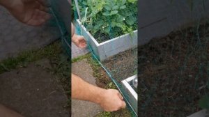 Клубника. Защита от птиц.