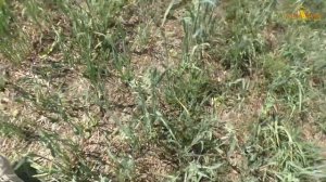 Посев овса по NO-till. Вымокание или огрех опрыскивателя?/