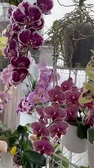 орхидеи🌺🌺🌺🌿 смотреть онлайн