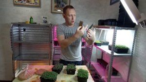 ЧЕМ СЕМЕНА МИКРОЗЕЛЕНИ ОТЛИЧАЮТСЯ ОТ ДРУГИХ СЕМЯН - МИ
