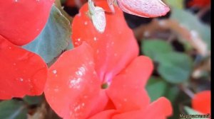 Бальзамин. Непрерывно цветущая клумба с бальзамином э