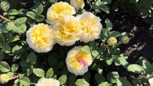 Вайт Эшли шедевр!